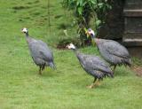 IMG_6877w.jpg