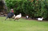 IMG_6884w.jpg