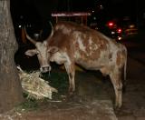 IMG_7117w.jpg