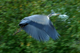 HWH_0064p.jpg