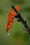 HWH_0111p.jpg