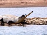alligator 1.JPG