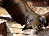 wing span.JPG
