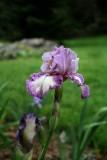 Iris Garden Gorgeous.