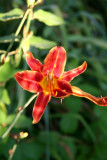 Hemerocallis fulva.