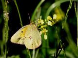 Alfalfa Butterfly.jpg