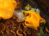 Witches Butter  Leaf Jelly.jpg