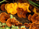 Witches Butter  Leaf Jelly 2.jpg