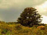 Lone Juniper.jpg