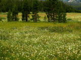 Glass Creek Meadow 2.jpg