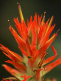 Red Paintbrush.jpg