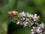 Lynx Spider on Rosemary.jpg