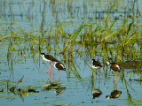 B lack Necked Stilts.jpg