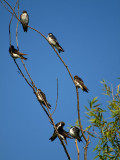 Tree Swallows.jpg