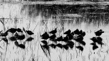 Backlit Shorebirds.jpg