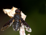 Bee Fly.jpg