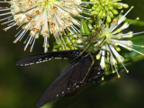 Spider Eating Pipevine Swallowtail 2.jpg