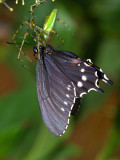 Spider Eating Pipevine Swallowtail 1.jpg