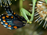 Mantis Feeding on Pipevine Swallowtail.jpg