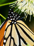 Monarch Butterfly on Buttonwillow.jpg