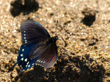Pipevine Swallowtail on Beach.jpg