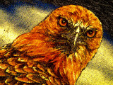 Eagle Shirt Picture.jpg