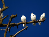 Three White Pigeons.jpg