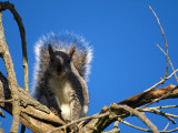 Western Gray Squirrel.jpg
