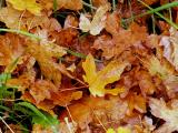 Maple Leaves 1.jpg