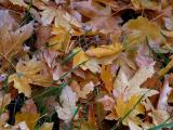 Maple Leaves 3.jpg