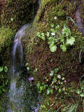 Waterfall 3-2006.jpg