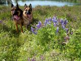 Happiest Dogs in the World.jpg