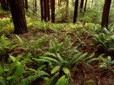 Redwood Forest.jpg