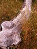Log  and Grass.jpg