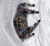 Jumping Spider in Nest.jpg