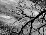 Backlit Oak Branch.jpg