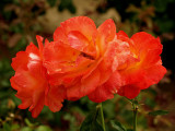 Orange Rose 2.jpg