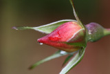 Rose Bud Macro<BR>November 14, 2008