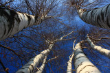 Birch Tree<BR>November 28, 2008