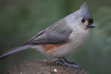 Tufted Titmouse<BR>December 16, 2008