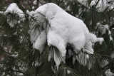 Snow on Pine<BR>December 31, 2008
