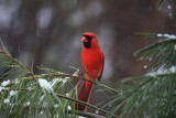 Cardinal<BR>March 9, 2009