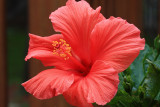 Red Hibiscus Macro<BR>May 3, 2009