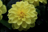 Yellow Flower Macro<BR>May 14, 2009