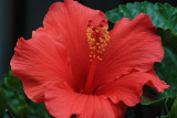 Red Hibiscus Macro<BR>May 20, 2009