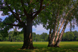 Trees in HDR<BR>July 17, 2009