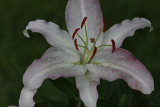 Day Lilly<BR>August 9, 2009