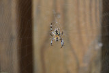 Spider Web Macro<BR>August 13, 2009
