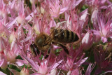 Bumble Bee Macro<BR>September 1, 2009
