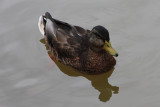 Mallard Duck<BR>September 8, 2009